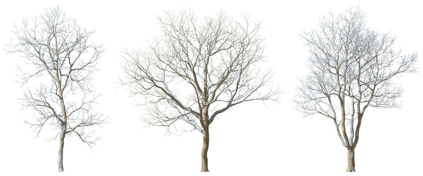 Snow coverd trees wintertime for landscape 3d render png file