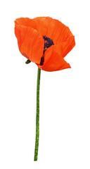 Red poppy flower isolated on white or transparent background