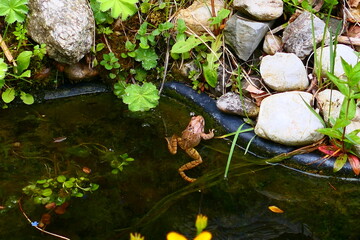 Frosch im Teich