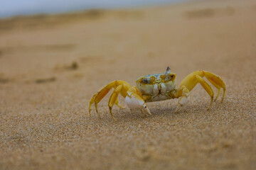 Crab on the beach