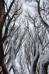 Black tree trunks covered with snow against a gray sky