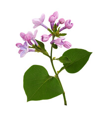 Fototapeta na wymiar Twig of Lilac flowers and leaves isolated on white or transparent background