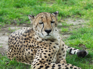Portrait of a sleepy cheetah (Acinonyx jubatus) in Domaine des Fauves zoo, Les Abrets, France