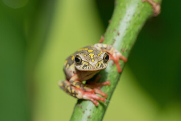 Painted reed frog, or marbled reed frog (Hyperolius marmoratus)