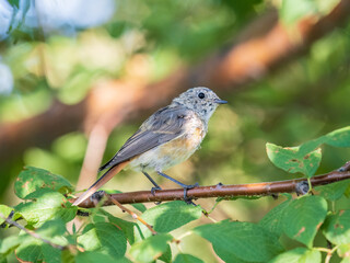 The common redstart, Phoenicurus phoenicurus, young bird, is photographed in close-up sitting on a branch against a blurred background.