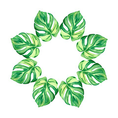 monstera wreath leaflet painted in watercolor isolated white background hand drawn