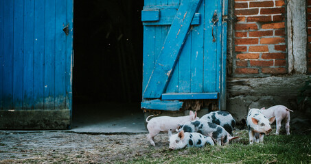 niedliche, gesunde Ferkel Aufzucht mit Sau beim säugen auf dem Bauernhof, bio, nachhaltig und...