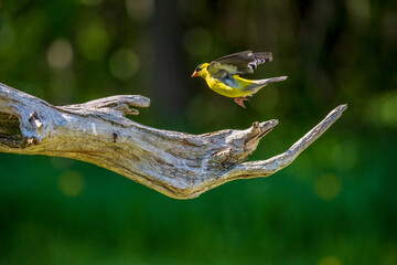 Gold Finch male flying off a branch