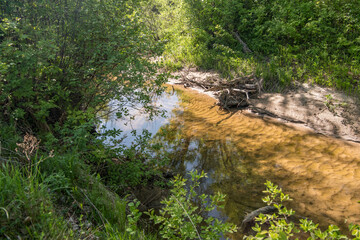 stream in the forest