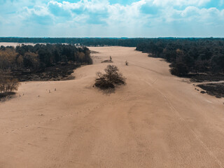 A Top View of the Desert, Pines and Blue Sky in The Loonse and Drunense Duinen National Park