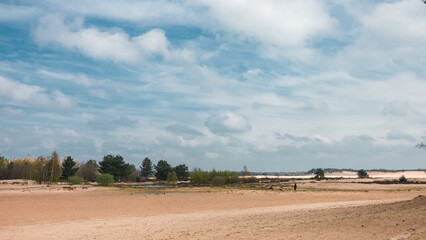 Fototapeta premium The Loonse and Drunense Duinen National Park, Blue Sky, Big White Clouds, Pines in the Distance, Dry Trees and Yellow Sand