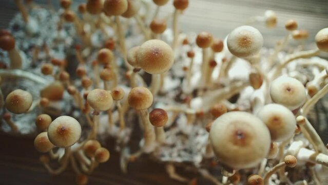 magic psychedelic psilocybin fungus mushrooms growing homemade for therapy