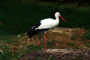 White Stork
