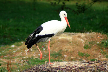 White Stork
