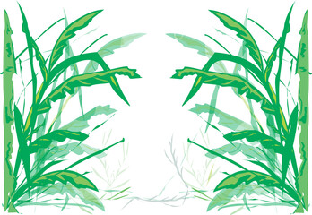 Obraz premium plantas, floresta, vetor, verde, ilustração, bambu, relva