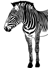 Fototapeta na wymiar Hand drawn sketch of a Zebra.