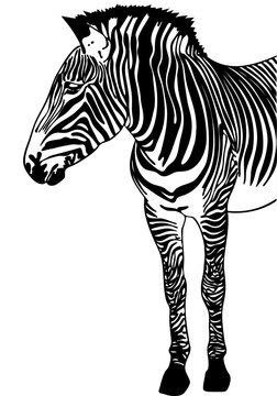 Hand drawn sketch of a Zebra.
