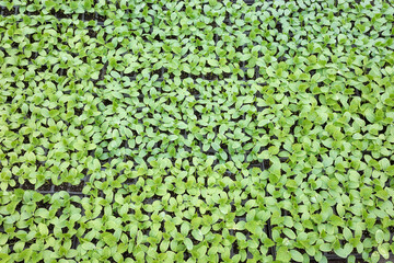 Cucumber seedlings in nursery trays, view from above.