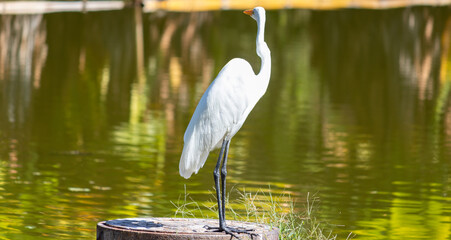 Image taken at the Roberto Burle Marx City Park in São José dos Campos, São Paulo, Brazil.	