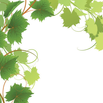 Vine on a white background Clipping Mask