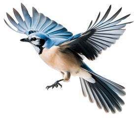 Flying jay bird isolated on the transparent background PNG. AI generative