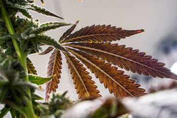 SunCake Cannabis Fan Leaf Up Close