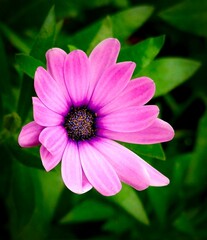 Obraz premium a bouquet of flowers as a background for artists