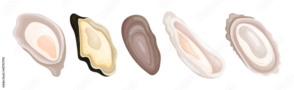 Wall mural Oyster as Salt-water Bivalve Molluscs and Marine Delicacy Vector Set