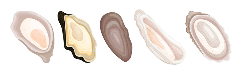 Oyster as Salt-water Bivalve Molluscs and Marine Delicacy Vector Set © Happypictures