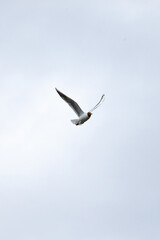 seagull flying in the sky, seagull Black-headed