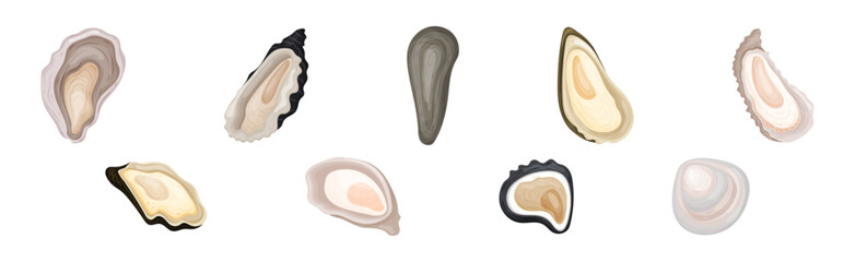 Oyster as Salt-water Bivalve Molluscs and Marine Delicacy Vector Set © Happypictures