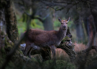 Naklejka na ściany i meble A female red deer (hind) caught in a Derbyshire woodland setting face to face.