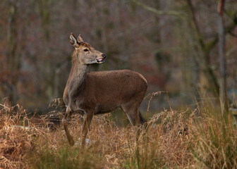 Naklejka na ściany i meble A female red deer (hind) at play in a peak district woodland clearing