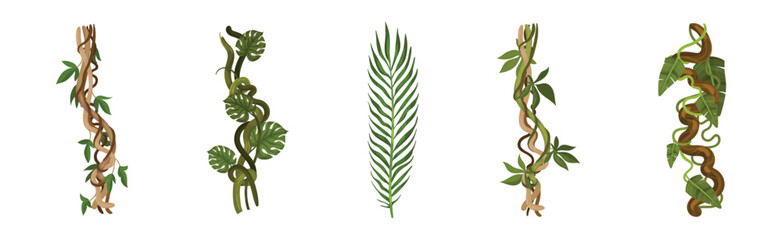 Tropical Leaf on Stem and Liana Vine as Exotic Flora Vector Set