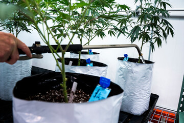 Watering Young Cannabis Plants In Vegetation Phase