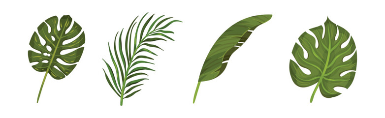 Tropical Leaf on Stem as Exotic Flora Vector Set