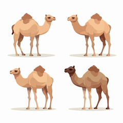 Vector illustrations of camels suitable for travel posters and advertisements.