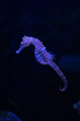 photo sous marine d'un hippocampe