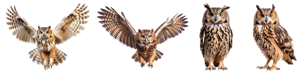 Keuken foto achterwand Uiltjes Set of owl isolated on the transparent background PNG. AI generative. 