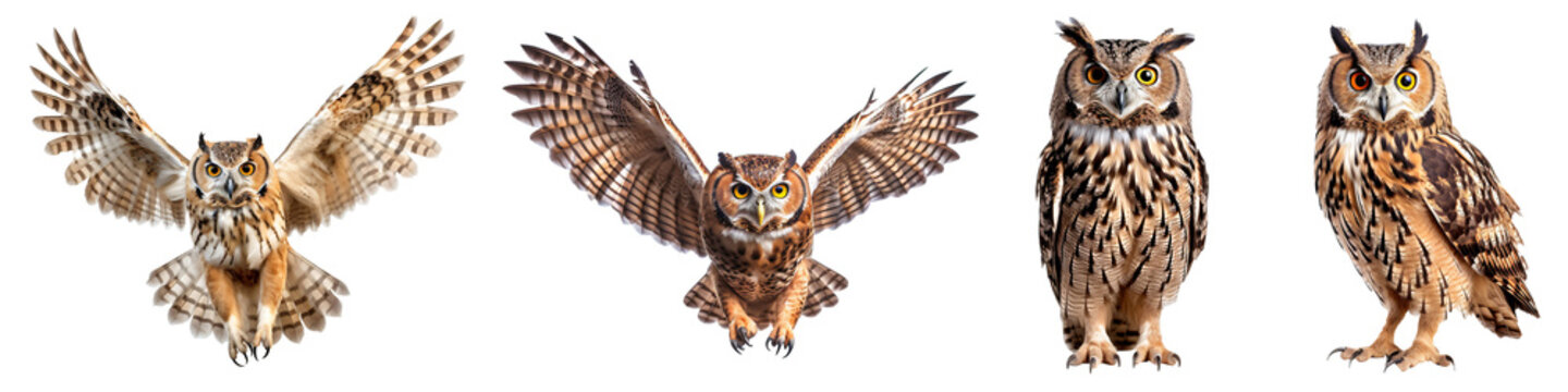 Set of owl isolated on the transparent background PNG. AI generative. 