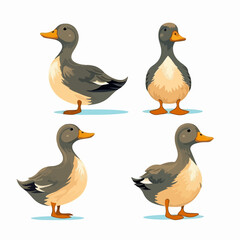 Duck illustrations showcasing their curious and playful nature.