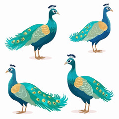 Vibrant peacock illustrations, a burst of color for any project.