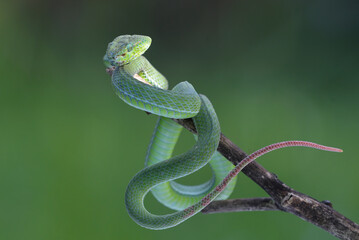 Lesser Sunda pit viper (Trimeresurus insularis) on a tree branch