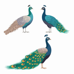 Majestic peacock illustrations showcasing a range of graceful positions.