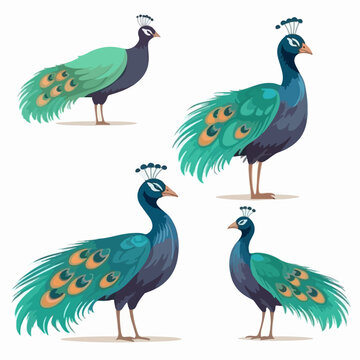 Striking peacock illustrations in various poses, perfect for ornate designs.