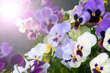 Violet tricolor, or pansies. Close-up photo with sun glare.