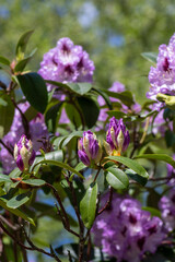 Fototapeta premium Rhododendron ponticum Blue Peter beautiful flowering plant shrub, puple blue lilac violet ornamental flowers in bloom