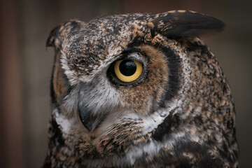 Great horned owl (Bubo virginianus) staring with bright yellow pupils and intent look