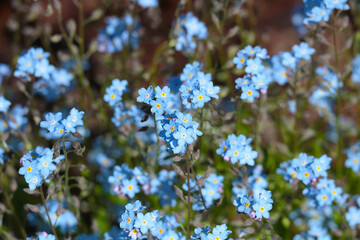 Lovely blue forget-me-not flowers. Myosotis is a genus of flowering plants in the family Boraginaceae. Nice natural photo.