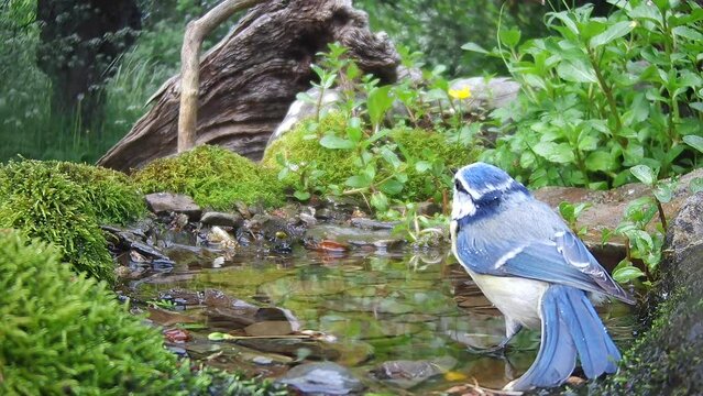 Blaumeise&nbsp;(Cyanistes caeruleu)  badet